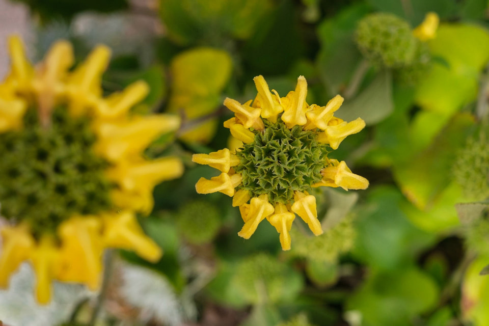 In Bloom, photograph 11