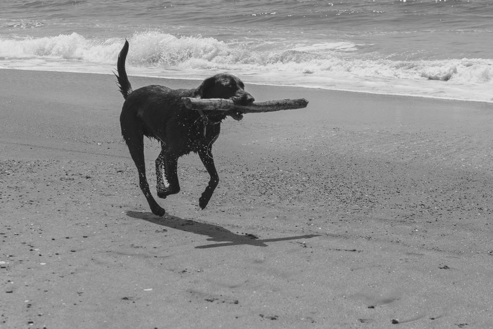 Pets, photograph 3