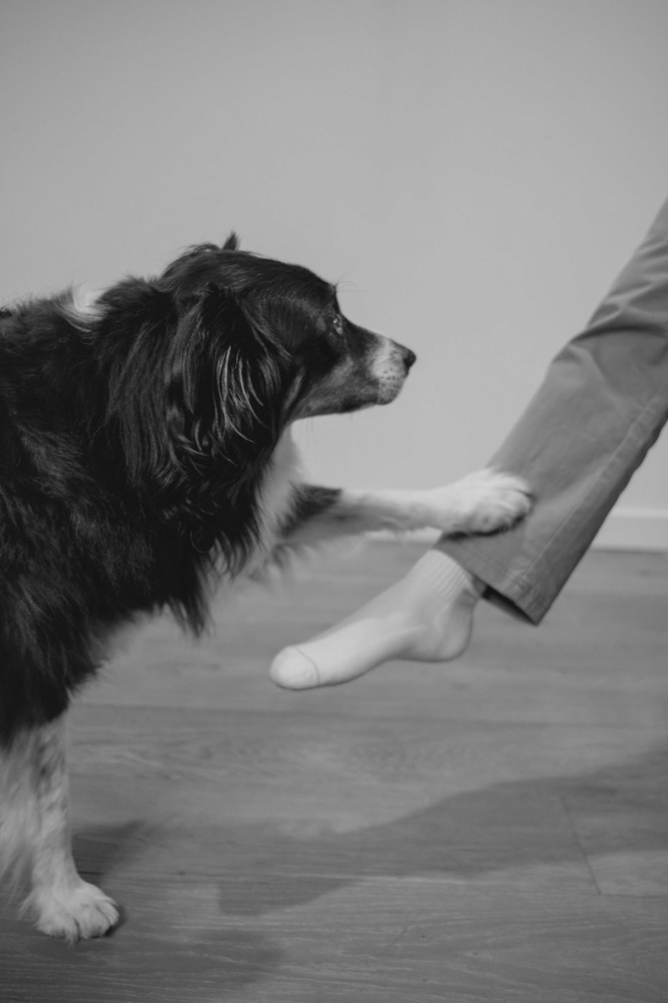 Dog Dogs, photograph 21