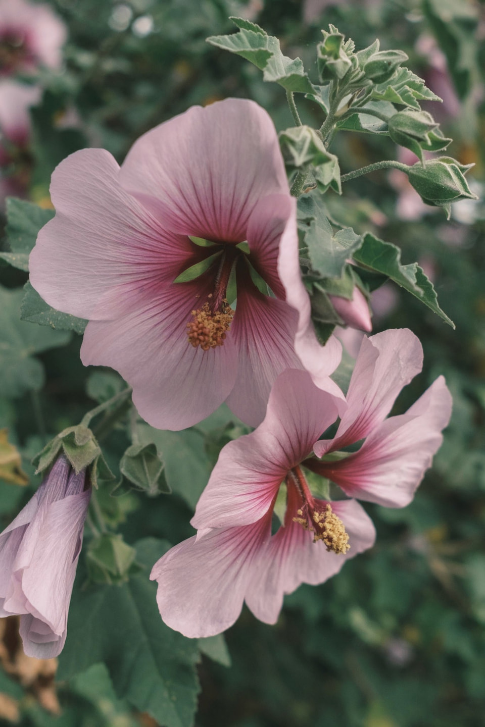 In Bloom, photograph 8
