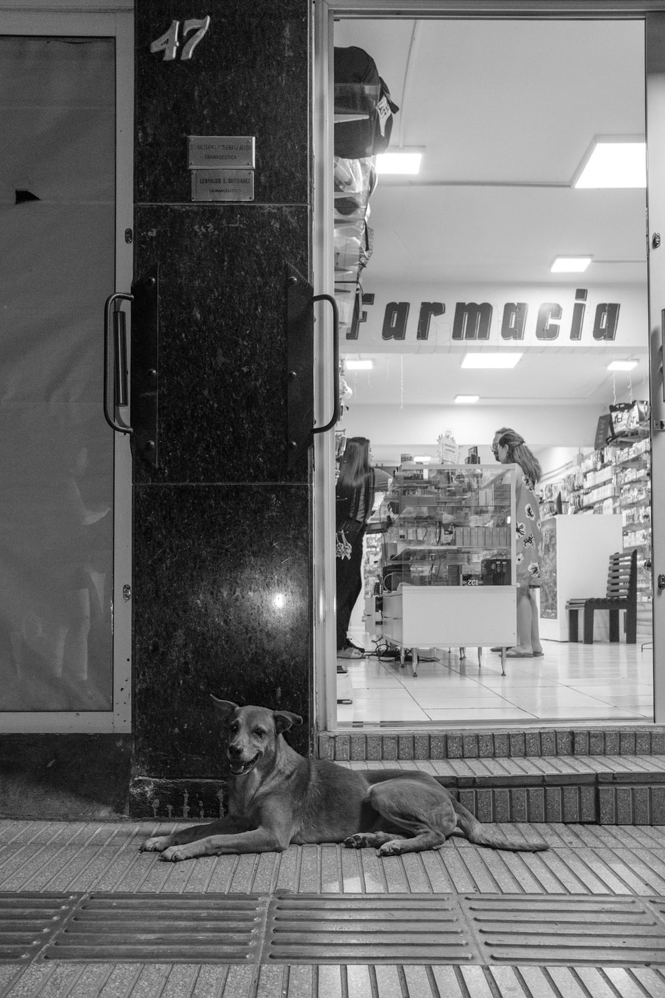 Dog Dogs, photograph 11