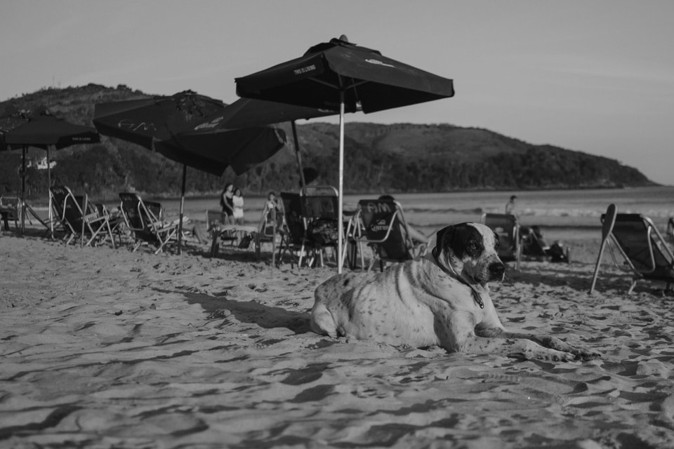 Dog Dogs, photograph 1