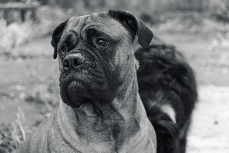 Dog Dogs, photograph 24
