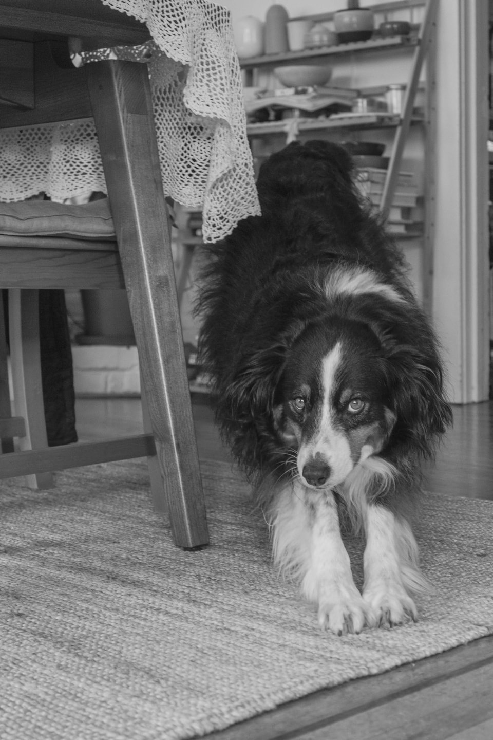 Dog Dogs, photograph 32