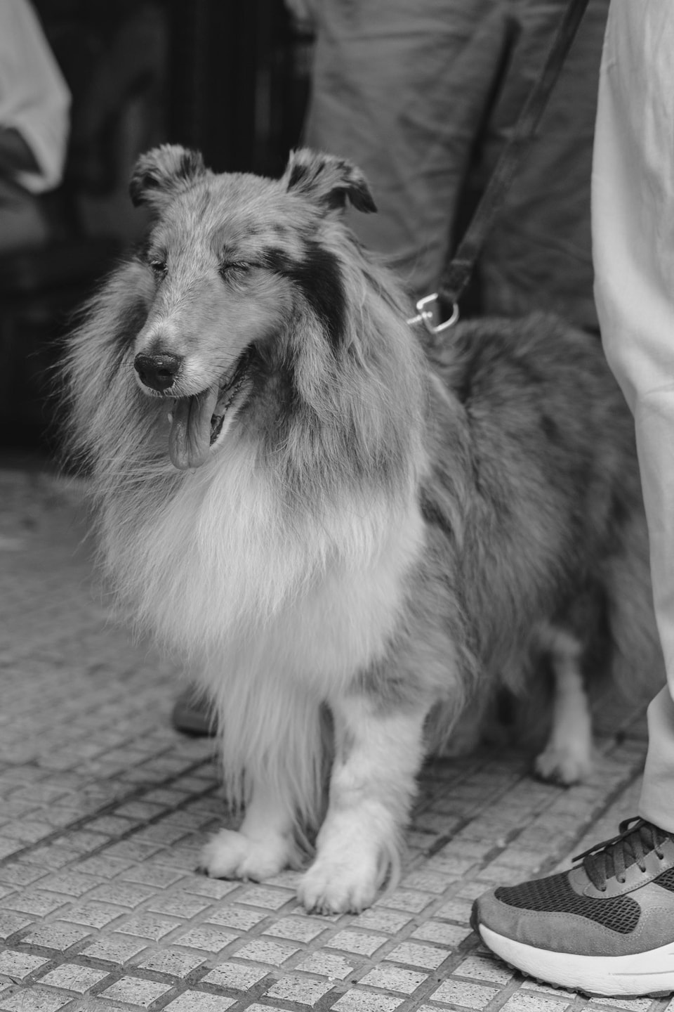 Dog Dogs, photograph 13