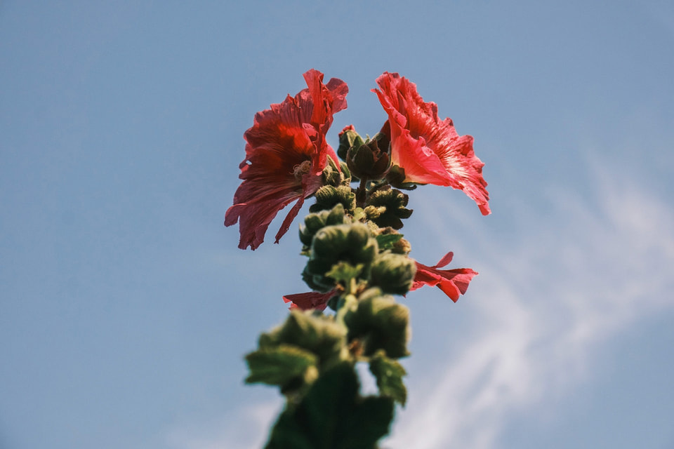 In Bloom, photograph 15
