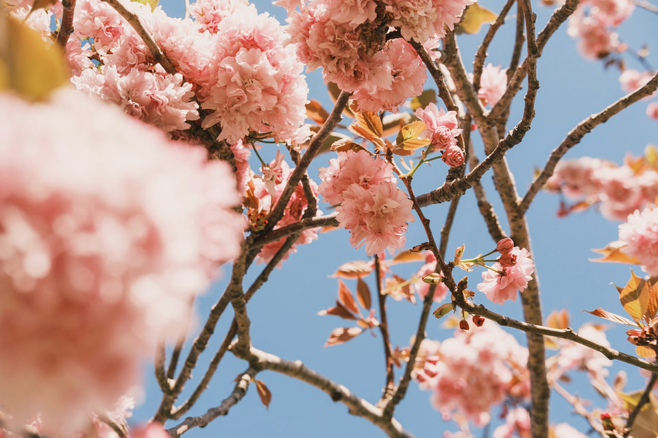 In Bloom, photograph 4